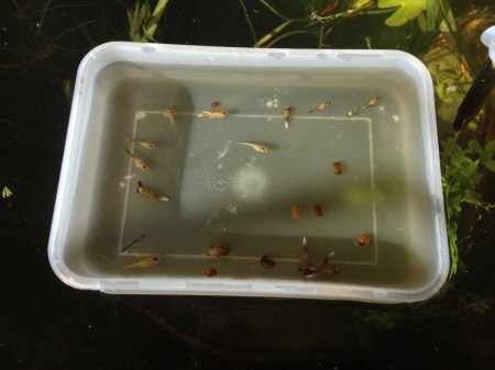Guppys in der "Eingewöhnungsschüssel"