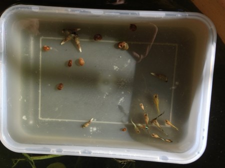 Guppys in der "Eingewöhnungsschüssel"