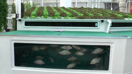 Aquaponic: Fisch und Gemüse im Einklang