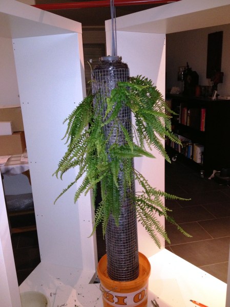 Moos-Rolle und Farnbepflanzung