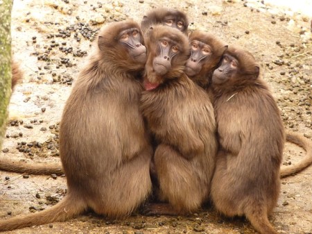 baboons-4371_640.jpg