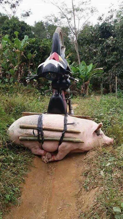 Thailand_Pic_Motobike.jpg
