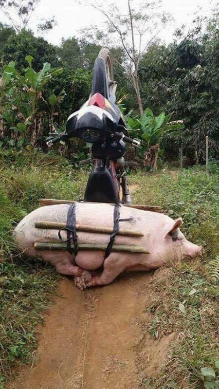Thailand_Pic_Motobike.jpg