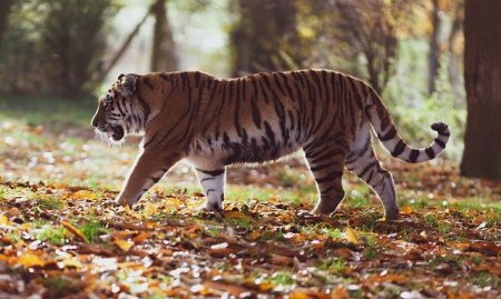 amur-tiger-4155922_640